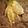 Buceo - profundidades de Elba